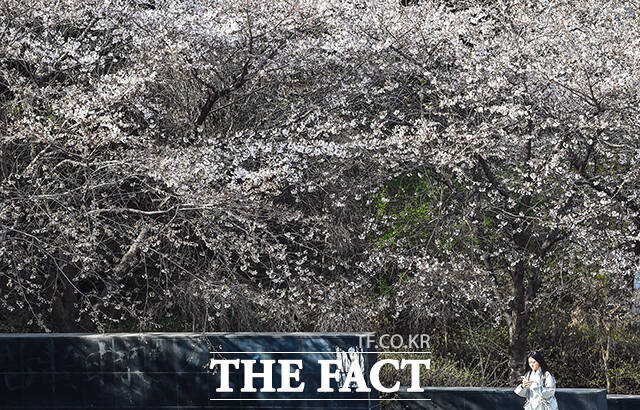완연한 봄날씨를 보인 2일 오후 서울 서대문구 신촌역 일대에 벚꽃이 피어 있다.