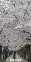  돌아온 벚꽃시즌, 화창한 하늘 아래 흐드러지는 벚꽃  [TF사진관]