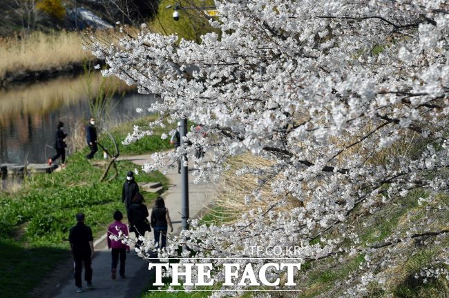 서호천에 피어난 벚꽃들을 시민들이 즐기고 있다./수원시