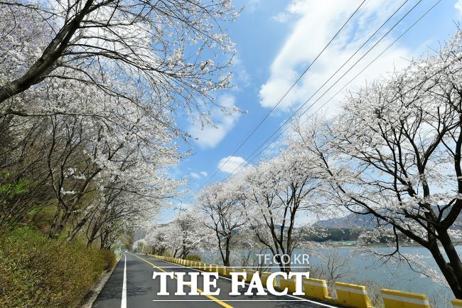 팔당호 주변에 만개한 벚꽃길./광주시