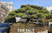  109년 역사 뒤로 한 채 사라진 유성호텔…기념 소나무는 남는다