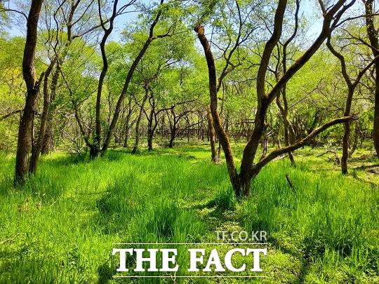 고창 고인돌‧운곡습지가 환경부 4월 ‘이달의 생태관광지’로 선정됐다./고창군