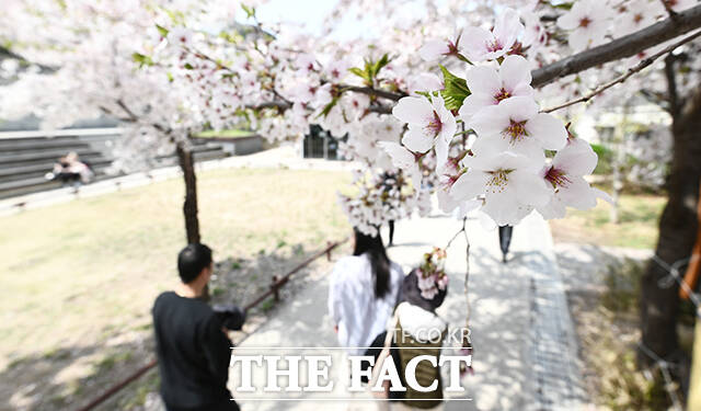 전국 대부분 지역의 낮 기온이 20도 이상 오른 7일 오후 서울 마포구 경의선숲길에 벚꽃이 만개해 있다. /박헌우 기자