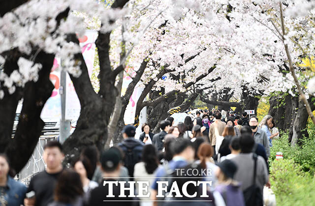 전국 대부분 지역의 낮 기온이 20도 내외로 올라 포근한 날씨를 보인 8일 오후 서울 영등포구 윤중로벚꽃길을 찾은 시민들이 봄을 만끽하고 있다. /박헌우 기자