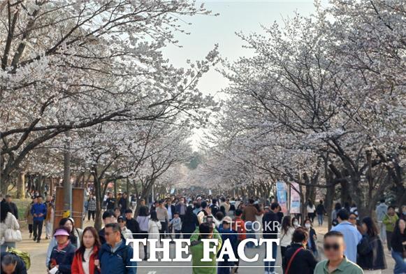 지난 6~7일 열린 인천대공원 법꽃 축제에 나들이객 25만 명이 다녀갔다./인천시