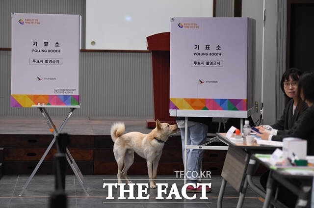 중앙선거관리위원회에 따르면 10일 오후 2시 기준 투표율은 56.4%로 지난 총선 53.0%보다 3.4%포인트 높은 것으로 집계됐다. 이는 지난 5~6일 진행된 사전투표율(31.28%)을 합산한 수치다. 사진은 제22대 국회의원선거일인 10일 오전 서울 용산구 중부기술교육원에 마련된 한남동 제3투표소에서 한 유권자를 따라 온 반려견이 기표소에서 주인을 기다리며 대기하고 있는 모습. /이새롬 기자