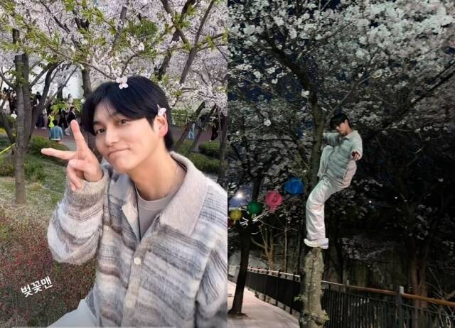 배우 최성준이 벚나무를 올라탄 사진을 게재해 대중들의 눈살을 찌푸리게 했다. /최성준 SNS