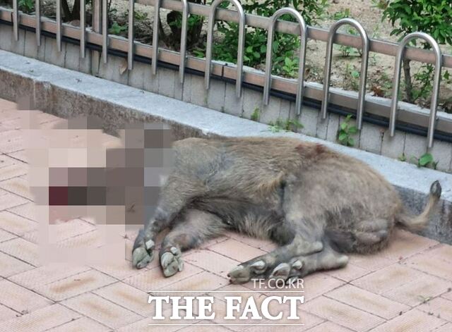 15일 새벽에 출몰한 멧돼지가 대구 서구의 한 초등학교에서 발견돼 사살됐다. /대구경찰청