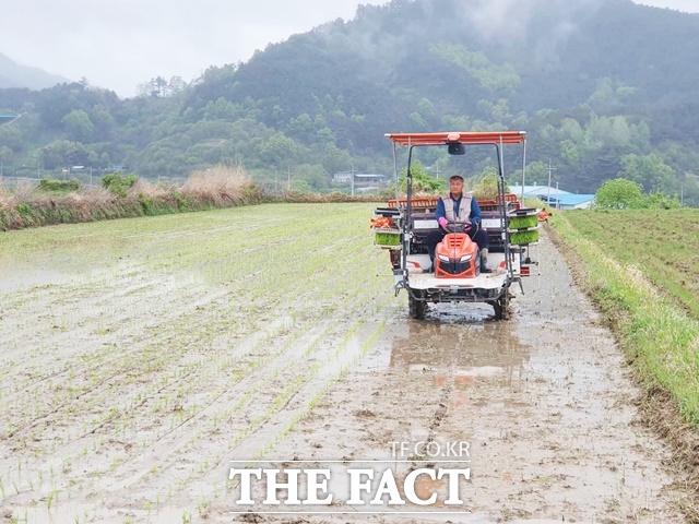 함양군 지곡면 덕암마을 앞들에서 올해 첫 모내기를 했다./함양군