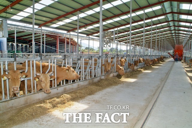 지난해 소, 돼지 등 가축에서 발생하는 분뇨가 5000만톤을 넘는 것으로 나타났다./더팩트DB