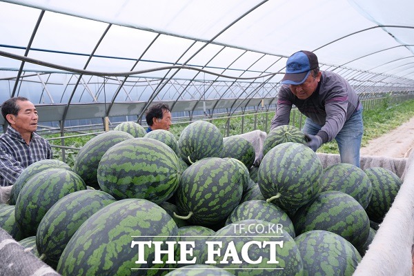 농림축산식품부는 올해 참외와 수박 등 과채류가 작년과 비슷한 규모로 공급될 것이라고 29일 밝혔다./더팩트DB