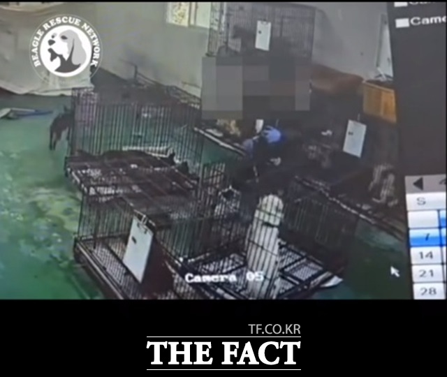 밀양의 한 동물보호센터에서 지난 9일 불법 안락사를 시행하는 장면./비글구조네트워크 캡처