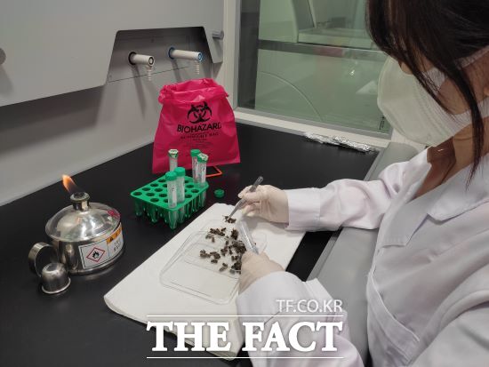 경기도동물위생시험소가 꿀벌의 질병을 신속하게 진단할 수 있는 꿀벌 질병 진단 키트와 진단 방법에 대한 특허 출원 및 등록을 지난 4월 완료했다고 7일 밝혔다./경기