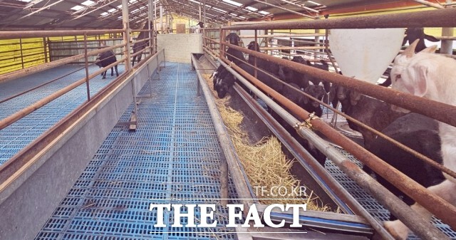 정읍시가 염소 사육 농가의 소득 증대를 위해 사업비 2억 5300만 원을 투입해 다양한 지원 사업을 추진한다. / 정읍시
