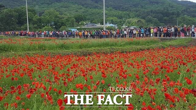 하동북천 꽃양귀비 축제장 모습/하동군