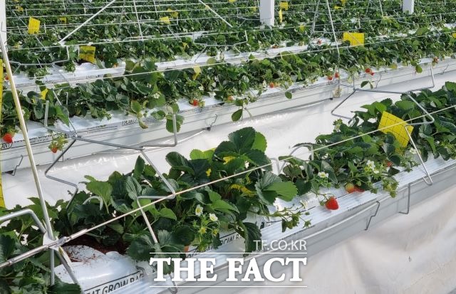 8일 농림축산식품부에 따르면 지난해 스마트팜 수출은 2억9600만달러로 전년(1억3700만달러) 대비 115.9% 증가했다. 사진은 스마트팜 내 임대형 유리온실에서 자라고 있는 딸기 모습. /더팩트DB