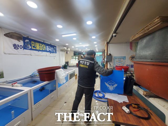 포항해양경찰서가 중국산 민물장어를 매입한 후 국내산이라고 원산지를 속여 국내로 유통·판매한 수산업체를 단속하고 있다./포항해경