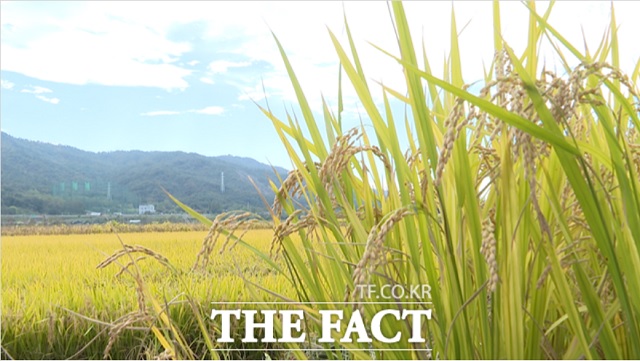 16일 농림축산식품부에 따르면 신세계푸드가 6월 가루쌀로 만든 라이스밀크(가칭)를 출시할 계획이다./ 더팩트DB