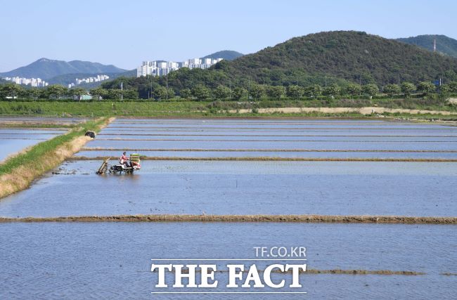 호조벌에서 첫 모내기를 하는 농민들 모습./시흥시
