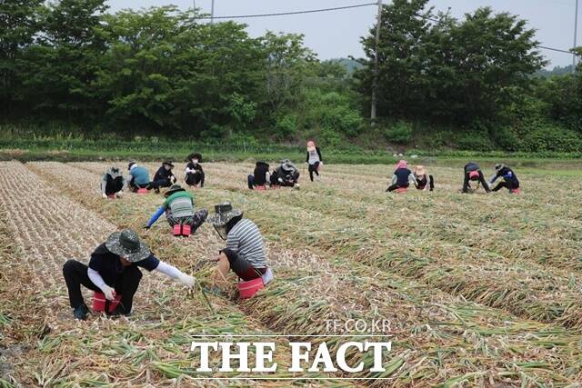 산청군 농촌인력중개센터가 인력난을 겪고 있는 농가에 힘이 되고 있다./산청군