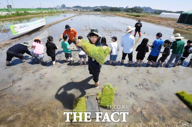 호조벌에서 모내기를 체험하는 어린이들 모습./시흥시