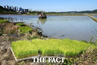  시흥시 호조벌 첫 모내기 '황금빛 풍요' 기원 [TF사진관]