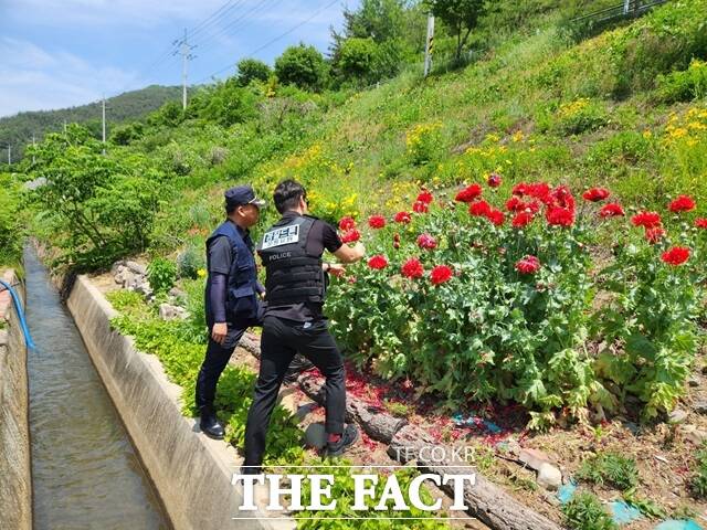 경남경찰이 드론순찰 중 발견한 양귀비 불법 재배 현장을 살피고 있다./경남경찰청