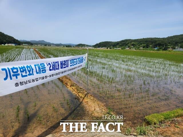 충남도 벼 품종인 ‘2세대 빠르미(빠르미2·빠르미향)’가 환경부 기후위기 적응 대책 지자체 우수사례로 최근 선정됐다. /충남도