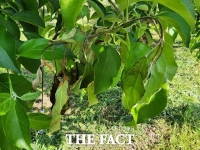  당진 과수 2농가 과수화상병 발생