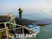  경기도, 2024년산 김 생산액 408억 '역대 최대'…전년 대비 87.2%↑