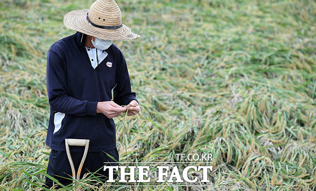 9월 3일 태풍 마이삭의 영향으로 경기도 이천 율면 석산리에서 한 농부가 강풍으로 쓰러진 벼를 살펴보고 있다.