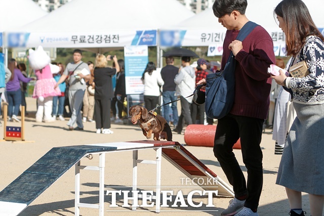 서울 양천구(구청장 이기재)가 지자체 최대 규모 반려동물 축제 Y-팻밀리 축제를 개최한다. /양천구