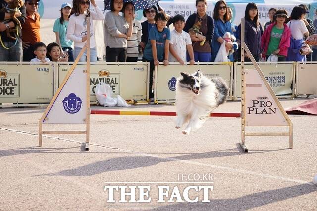 서울 양천구(구청장 이기재)가 지자체 최대 규모 반려동물 축제 Y-팻밀리 축제를 개최한다. /양천구