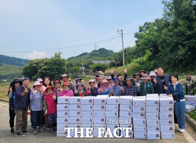 전남 담양군 담양읍은 지난 7일 노인일자리사업을 통해 재배·수확한 감자 1000㎏을 지역 70곳 경로당과 취약계층에게 나눠주는 행사를 진행했다./담양군