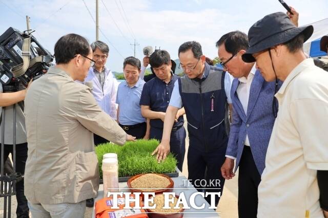 해남군이 장립종 쌀의 국내 재배에 본격적으로 착수했다./해남군