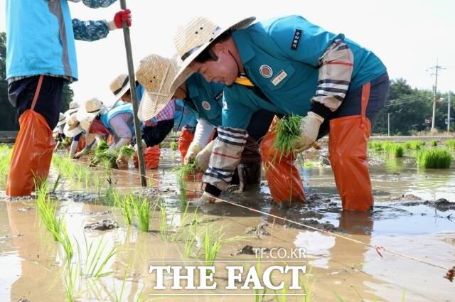 공영민 고흥군수가 14일 대서면 서호마을에서 주민 100여 명이 참석한 가운데 전통문화 계승을 위한 손 모내기에 참여했다./고흥군