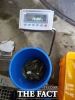  경기도, 황복 전용사료 개발…기존보다 성장 속도 4개월 빨라