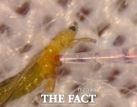  경기도농업기술원·미국농업연구청, 총채벌레 친환경 방제기술 개발 가시화