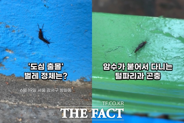 서울 도심에 출몰한 러브버그 붉은등우단털파리. 암수가 꼬리를 맞대고 이동하는 기괴한 형태를 띈 털파리과 곤충이다. /숏팩트 캡처