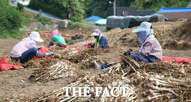 지난 21일 태안군 근흥면 가의도에서 진행된 6쪽마늘 선별 작업 모습. / 태안군