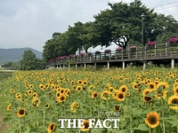  금산천 둔치에 메밀꽃, 해바라기 등 여름꽃 만개