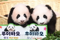  '첫돌' 쌍둥이 판다 루이·후이바오 돌잔치서 잡은 물건은?