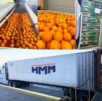  HMM, 미국 캘리포니아산 오렌지 운송 선사 1위…전체 33%