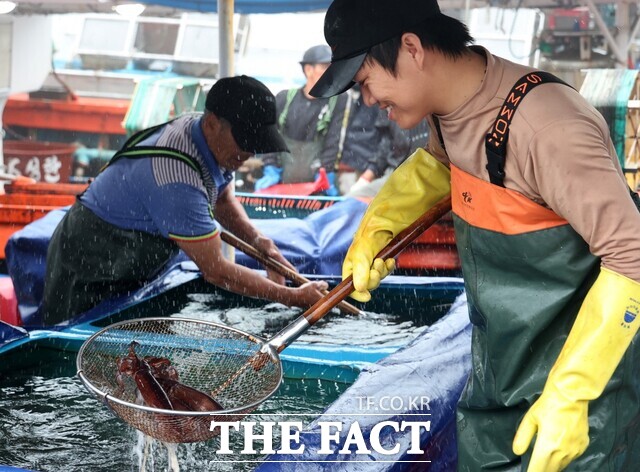 갓 잡아온 싱싱한 오징어를 신진도항 수산 관계자가 수족관에서 들어보이고 있다. / 태안군.