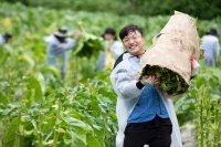  KT&G, 충북 보은군 잎담배 농장서 수확 봉사활동