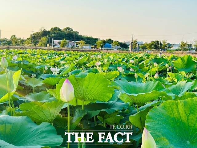 충남 당진 합덕제 전경. /당진시