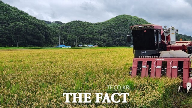 충남 보령시 청소면 일원에서 도에서 개발한 초조생종 빠르미2 수확 시연회가 열리고 있다. /충남도