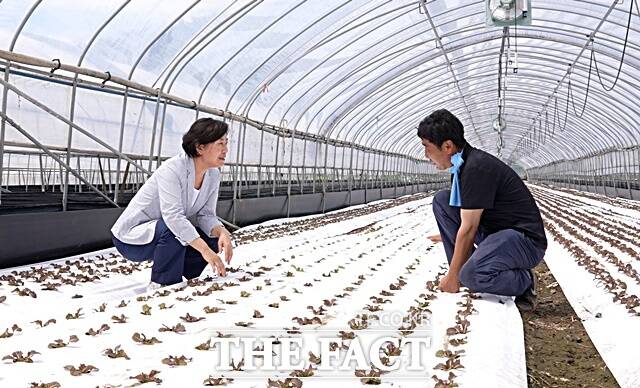 송미령 농림축산식품부 장관(왼쪽)이 31일 논산시 석서리 상추 농가에서 농민과 대화를 나누고 있다. /논산시