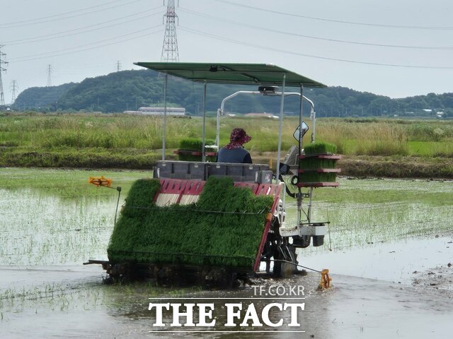 당진지역 가루 쌀 재배단지 모내기 전경. /당진시