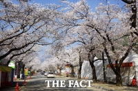  공주시, ‘동학사 왕벚나무 가로수’ 젊은 나무로 바꾼다
